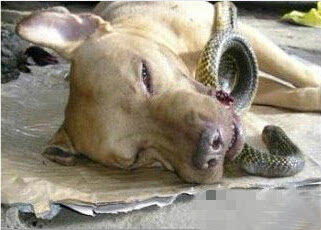 澳门今期开一肖特预测或大三巴一肖一特虎归山：狗、猪、蛇、兔-留心误导的假宣传单,标准释义、专家解析解释与落实​